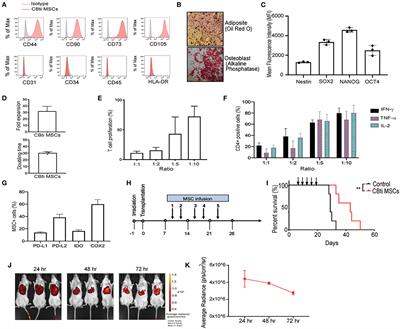 Metabolic Reprogramming of GMP Grade Cord Tissue Derived Mesenchymal Stem Cells Enhances Their Suppressive Potential in GVHD